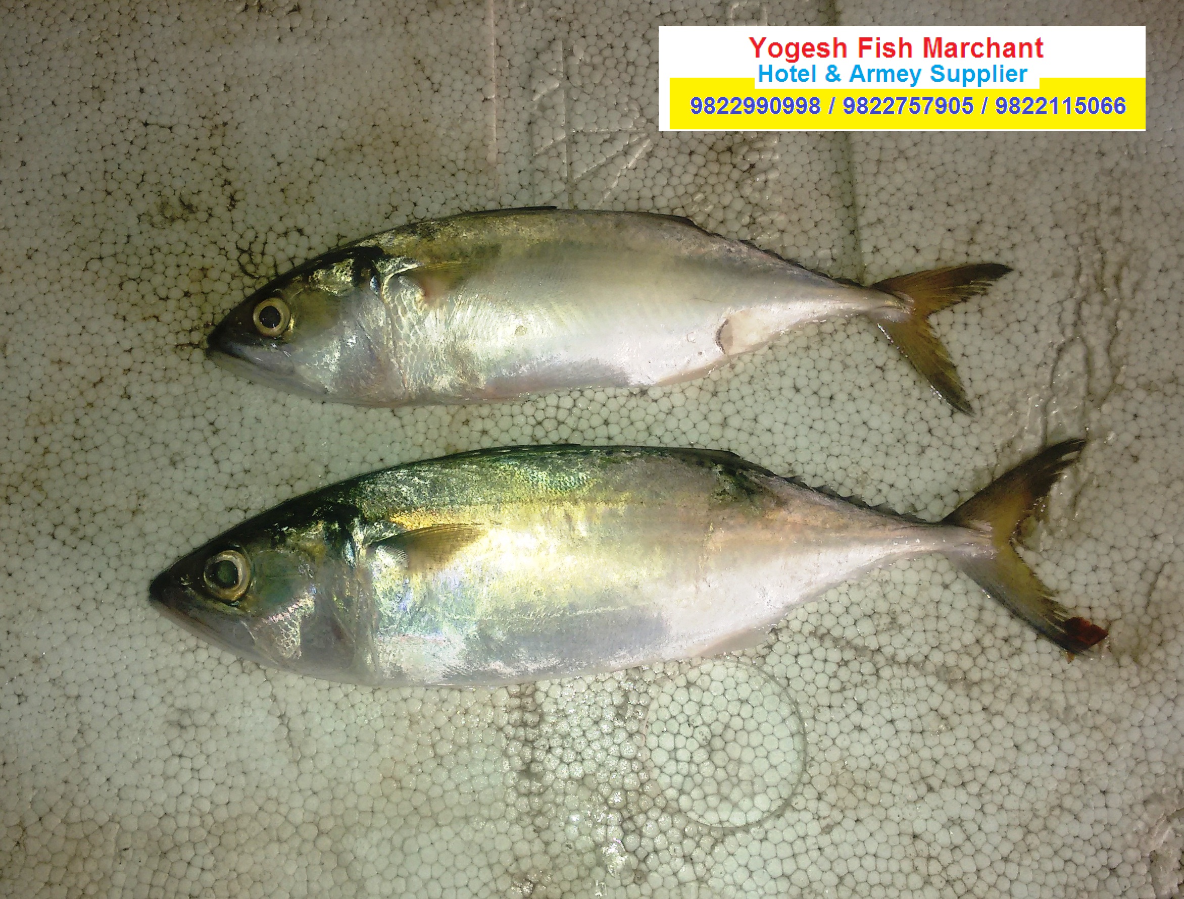 yogesh fish marchant